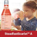Steadfast Scarlet A