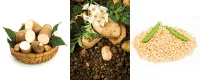 Native Starches