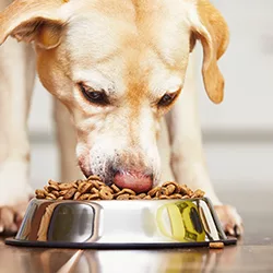 Meat Flavors for Pet Foods and Treats