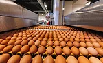 ECS was chosen as FOOD ENGINEERING’s 2023 Sustainable Plant of the Year.