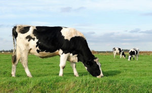 Dairy Cows Grazing