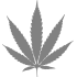 Cannabis