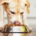 Petfood